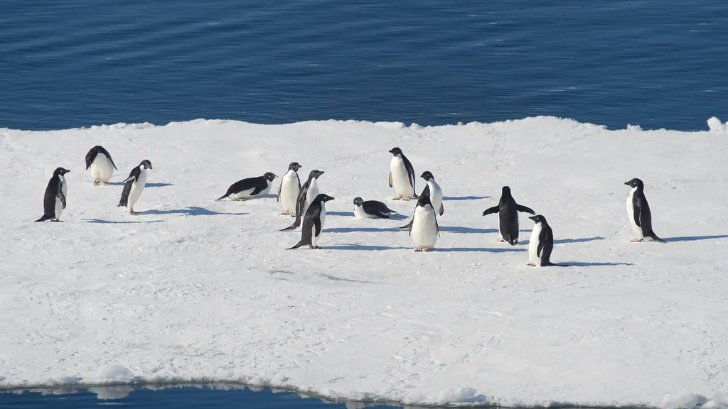 el-guano-de-pinguino-podria-ayudar-a-reducir-los-efectos-del-cambio-climatico-en-la-antartida el-guano-de-pinguino-podria-ayudar-a-reducir-los-efectos-del-cambio-climatico-en-la-antartida