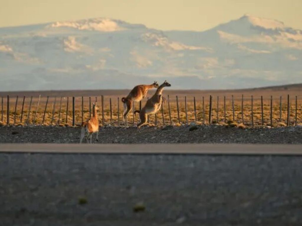 rewilding-guanacos rewilding-guanacos