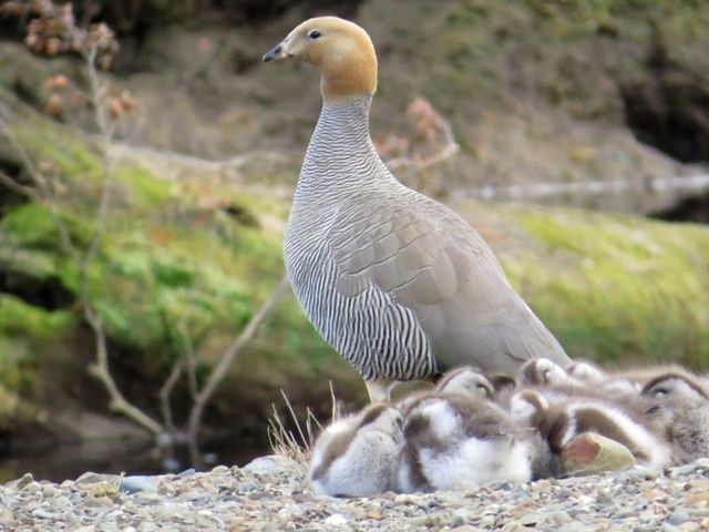 canquecoloradomagallanes canquecoloradomagallanes