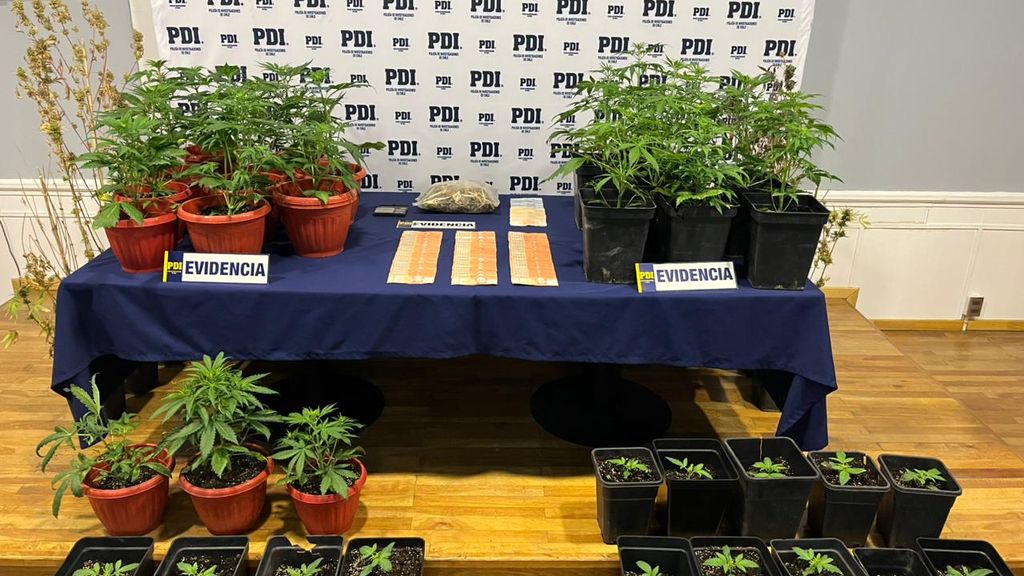 MICROTRÁFICO CANNABIS MICROTRÁFICO CANNABIS