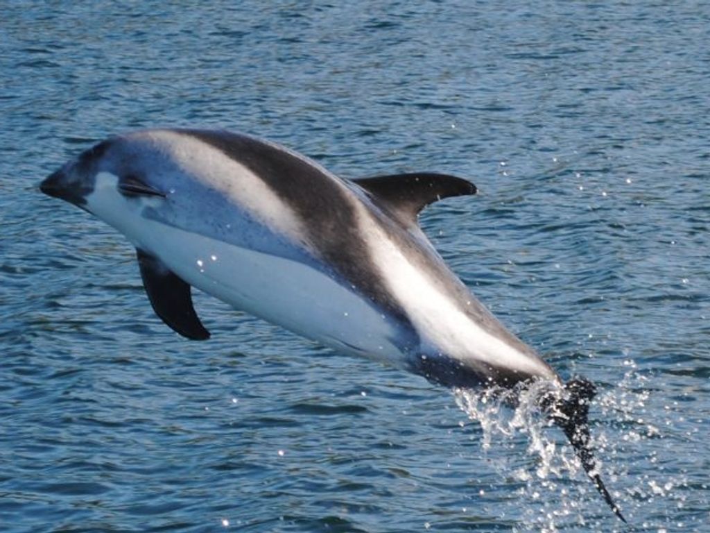 DelfinAustral-744x465 DelfinAustral-744x465