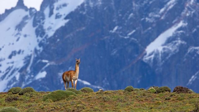 Guanaco en Torres del Paine Guanaco en Torres del Paine