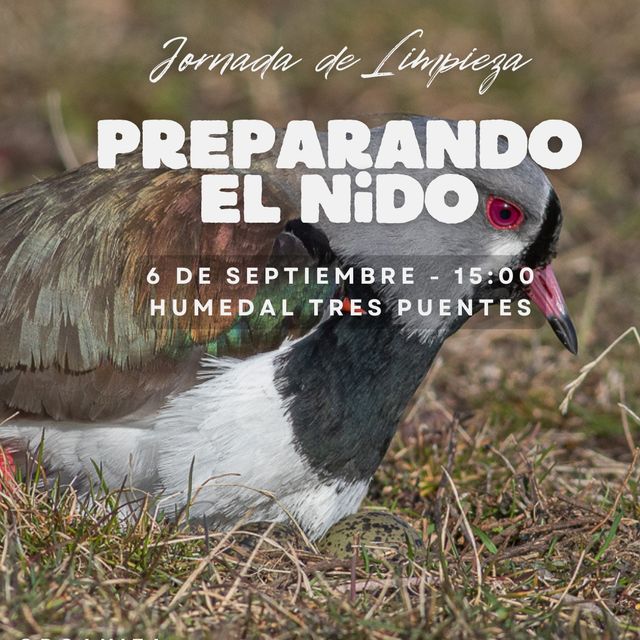 Preparando el nido - H3P