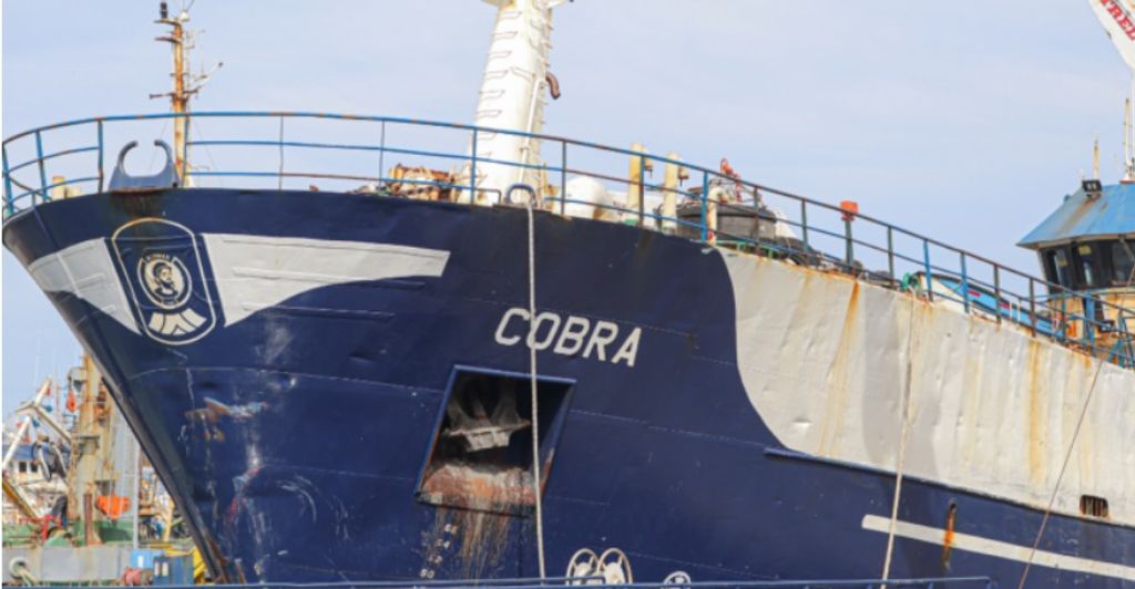 cobra