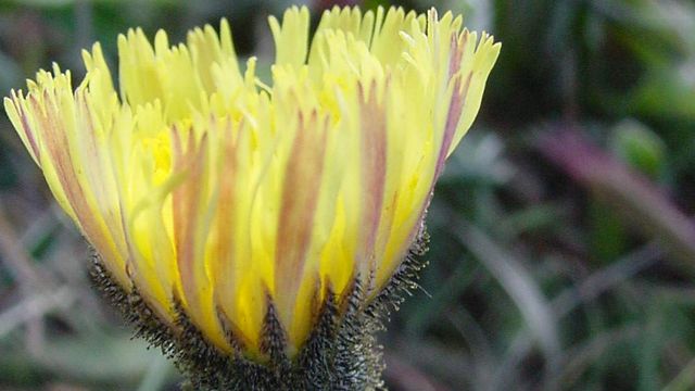 hieracium hieracium