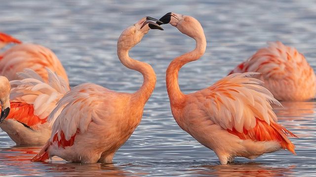 Flamencos1