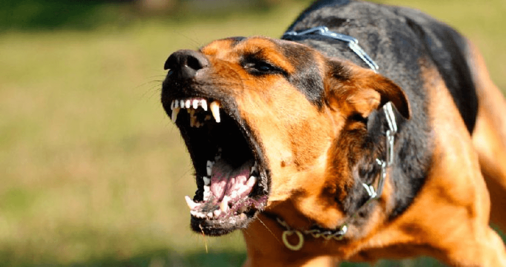 incendios-araucania-2025-03-03t111707-627 incendios-araucania-2025-03-03t111707-627