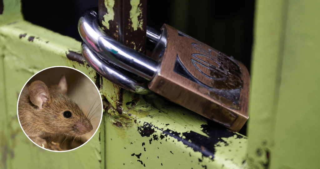 seremi-de-salud-clausura-jardin-infantil-en-osorno-por-presencia-de-plaga-de-ratones