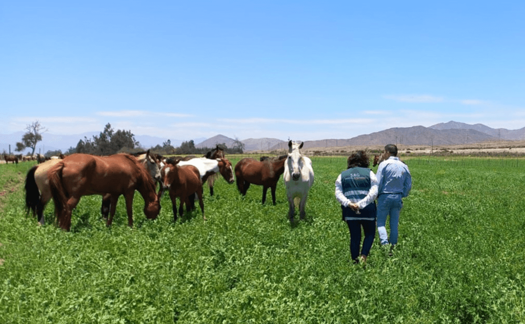 CAMPO