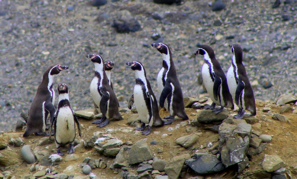 pinguino