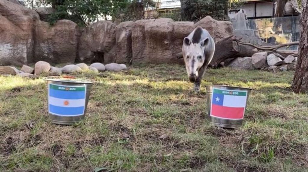 Foto tapir manolo