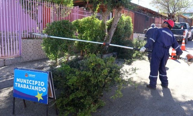 poda municipalidad poda municipalidad