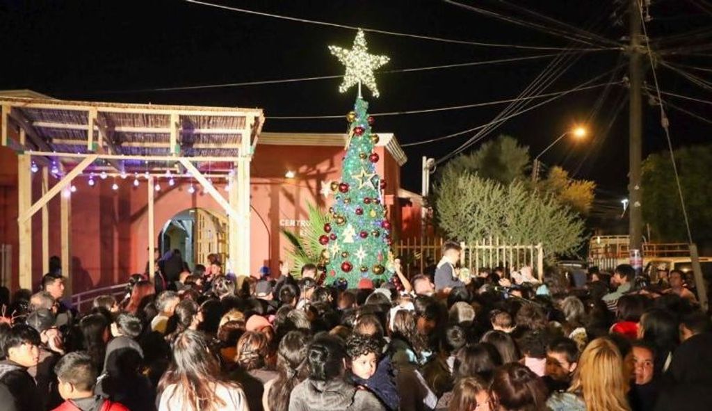 arbol paipote arbol paipote