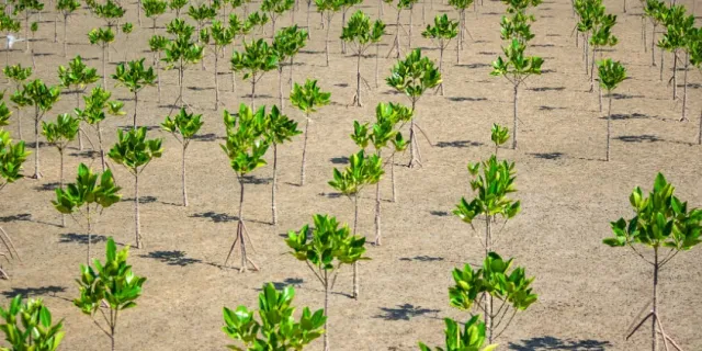 forestacion forestacion