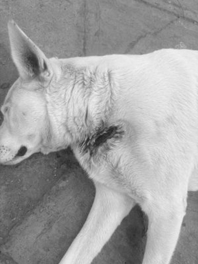 perrito chañaral perrito chañaral