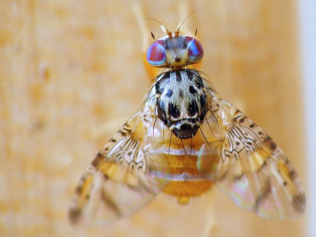 Ceratitis_capitata_-_adult Ceratitis_capitata_-_adult