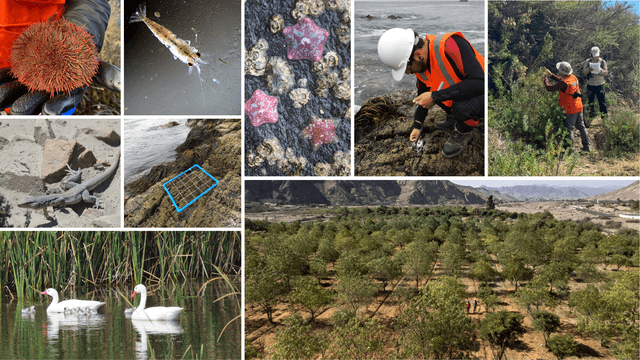 Biodiversidad-Candelaria