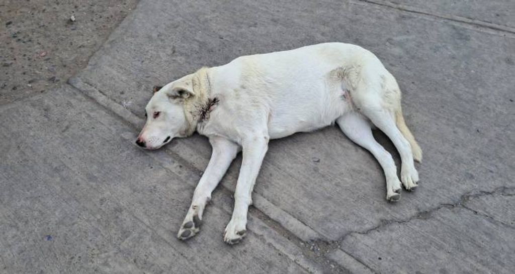 perrito chañaral 2 perrito chañaral 2