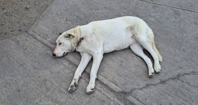 perrito chañaral 2 perrito chañaral 2