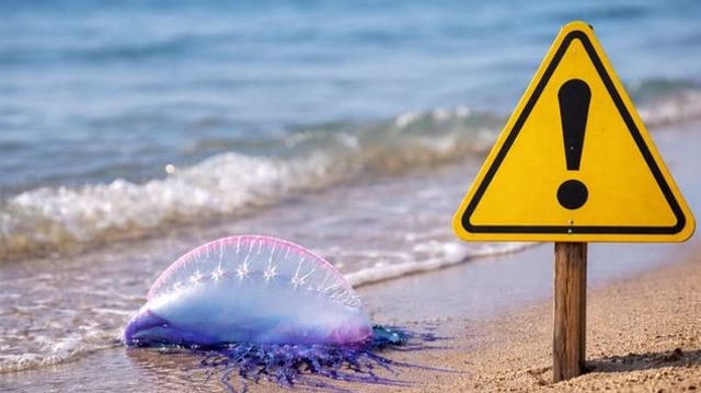 9af1721f-a420-4448-a0f7-d3015766d916-medium-standard-q100 9af1721f-a420-4448-a0f7-d3015766d916-medium-standard-q100